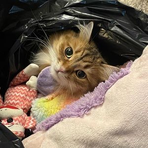 Meet your Posher, Lauren